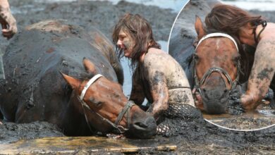 Race against the tide: Bravery of young mother who stayed by her horse's side for THREE HOURS after getting trapped in mud 'like quicksand'