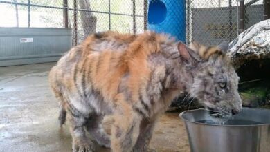 Sick Tiger Cub Rescued From Circus Makes Incredible Recovery