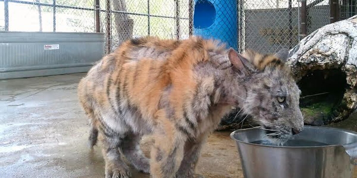 Sick Tiger Cub Rescued From Circus Makes Incredible Recovery