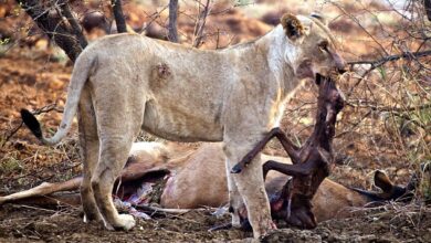 Guilty: The lioness removes the unborn antelope, and appears bashful at killing a baby