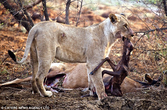Guilty: The lioness removes the unborn antelope, and appears bashful at killing a baby