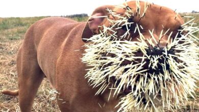 Three Dogs Have Had a "Nasty Encounter" With a Porcupine in Canada : ScienceAlert