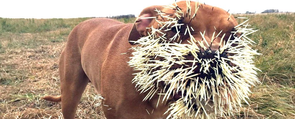 Three Dogs Have Had a "Nasty Encounter" With a Porcupine in Canada : ScienceAlert