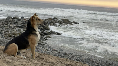 Woman At The Beach Meets A Dog Who Won’t Stop Staring Out To Sea