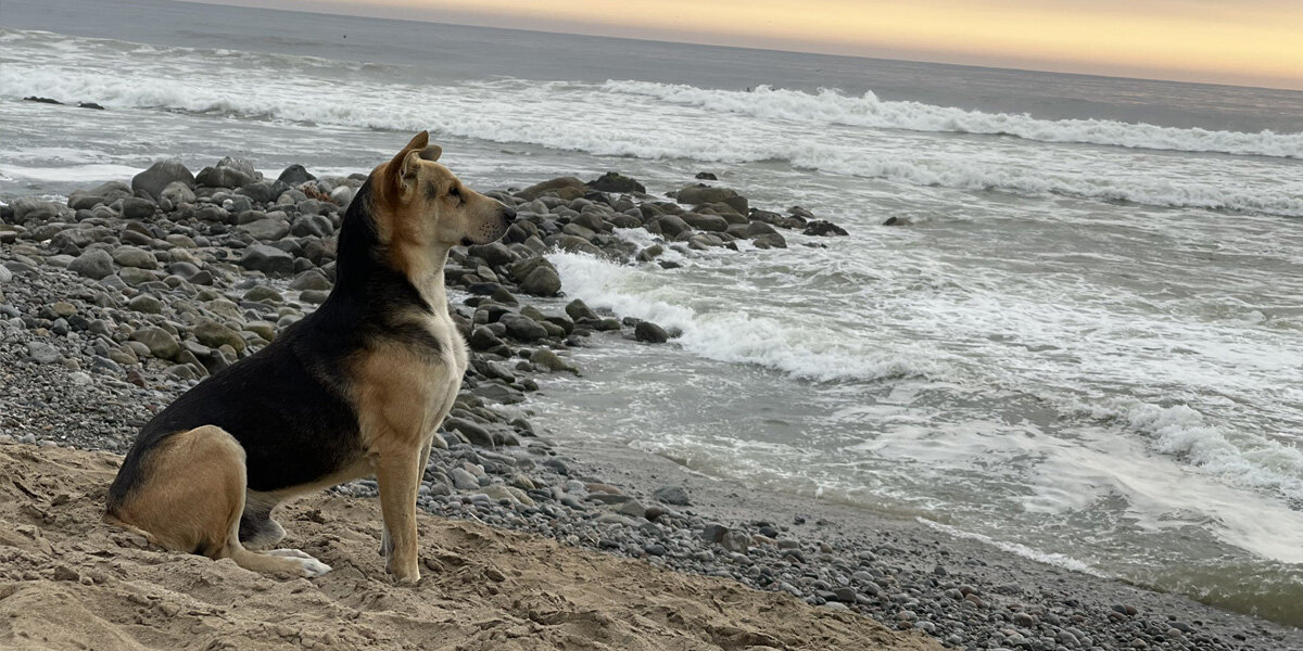 Woman At The Beach Meets A Dog Who Won’t Stop Staring Out To Sea