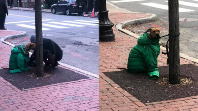 Woman Gives Dog Her Own Jacket So He Stays Cozy Waiting Outside