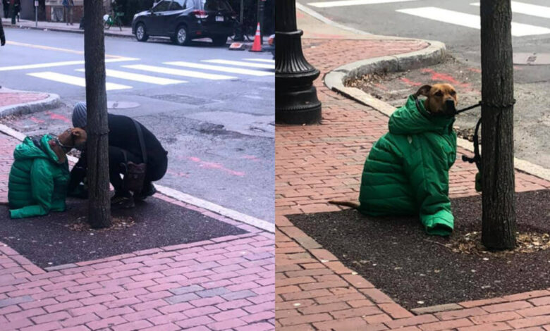 Woman Gives Dog Her Own Jacket So He Stays Cozy Waiting Outside