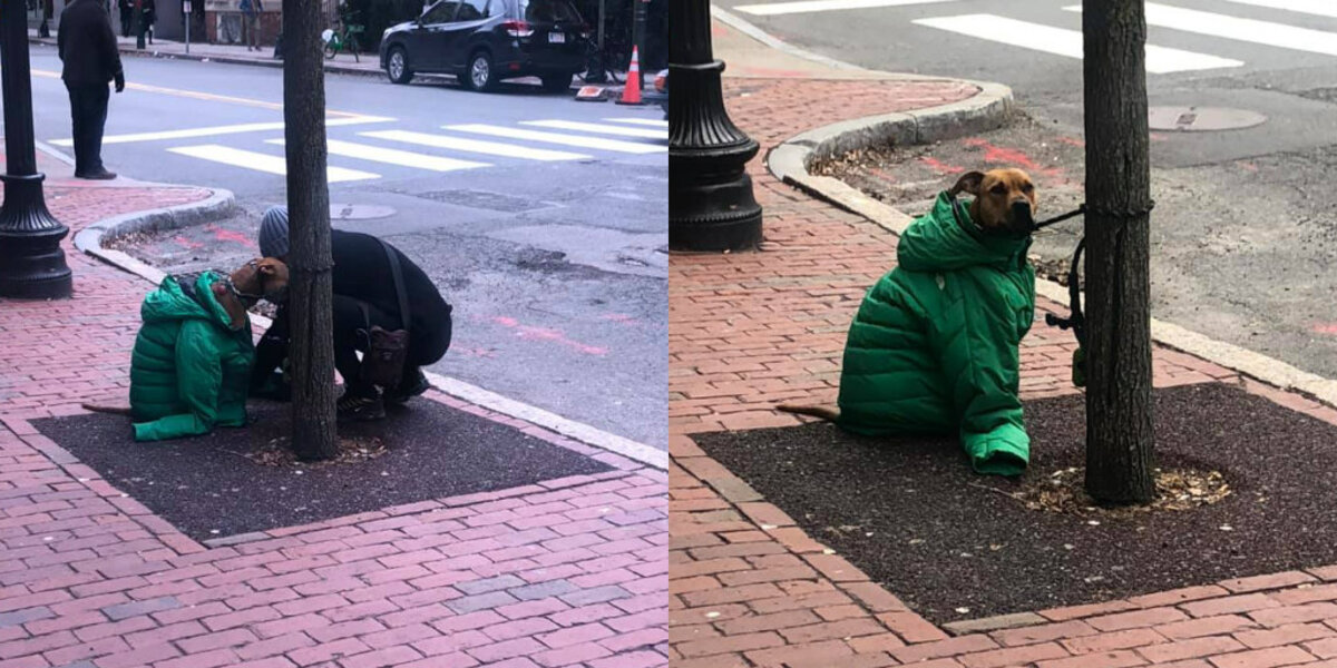 Woman Gives Dog Her Own Jacket So He Stays Cozy Waiting Outside
