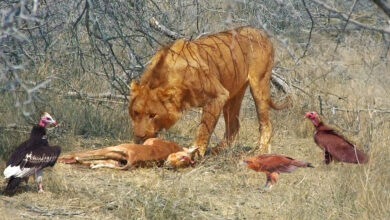 Food Chain Chaos From Eagle To Vulture To Lion