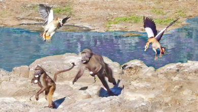 Angry Birds Fight Baboons Making Scrambled Eggs With Their Chicks