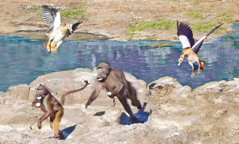 Angry Birds Fight Baboons Making Scrambled Eggs With Their Chicks