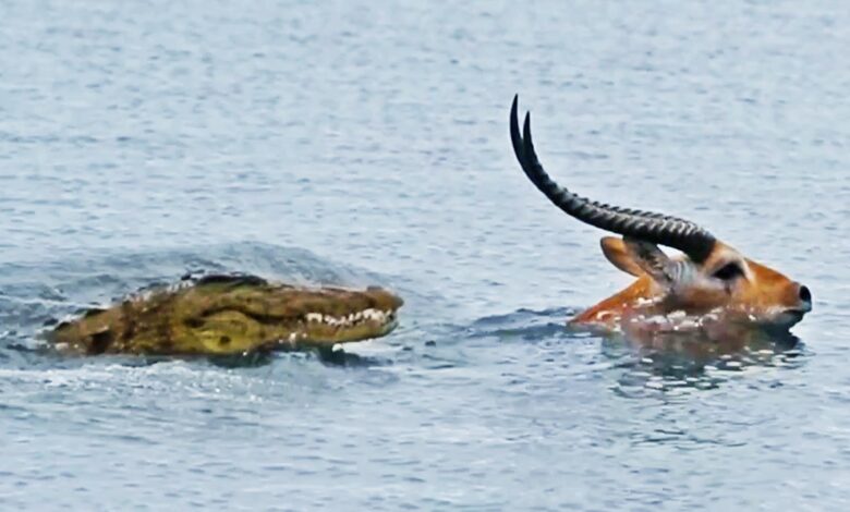 Buck Swims for Its Life from Crocodile