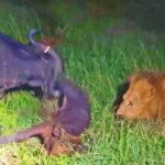 Buffalo Throws Calf into the Air to Save It from Lions