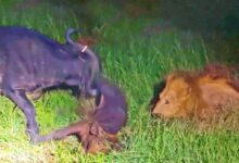Buffalo Throws Calf into the Air to Save It from Lions