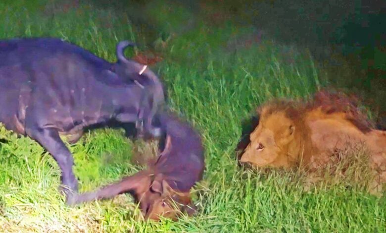 Buffalo Throws Calf into the Air to Save It from Lions
