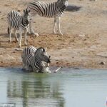 The baby is seen upside-down as the male holds it under the water at a lake in Etosha National Park, Namibia
