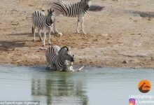 The baby is seen upside-down as the male holds it under the water at a lake in Etosha National Park, Namibia