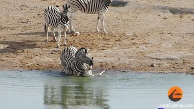 The baby is seen upside-down as the male holds it under the water at a lake in Etosha National Park, Namibia
