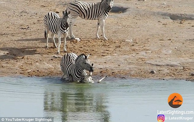 The baby is seen upside-down as the male holds it under the water at a lake in Etosha National Park, Namibia