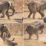 Angry elephant flips mother hippopotamus into the air with its trunk