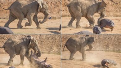 Angry elephant flips mother hippopotamus into the air with its trunk