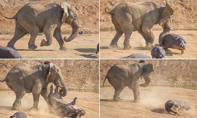 Angry elephant flips mother hippopotamus into the air with its trunk