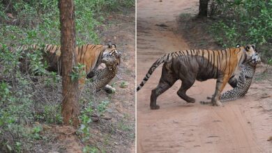 Angry tigress attacks and kills a leopard in India