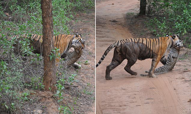 Angry tigress attacks and kills a leopard in India
