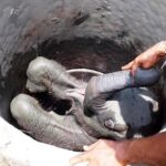 Baby elephant is pulled from a well by Sri Lankan villagers