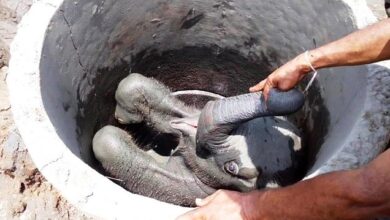 Baby elephant is pulled from a well by Sri Lankan villagers