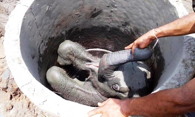 Baby elephant is pulled from a well by Sri Lankan villagers