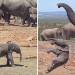 Baby elephant learns tough lesson as it’s tossed into the air