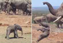 Baby elephant learns tough lesson as it’s tossed into the air