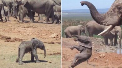 Baby elephant learns tough lesson as it’s tossed into the air