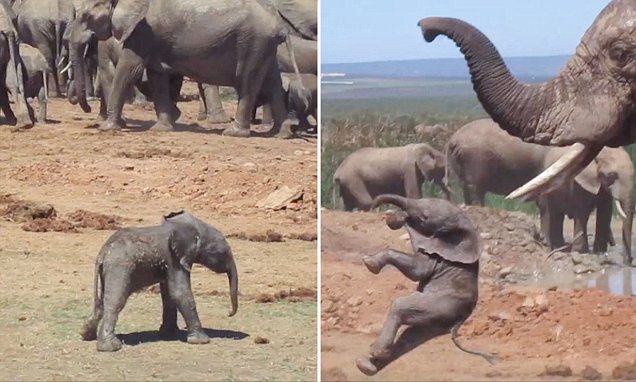 Baby elephant learns tough lesson as it’s tossed into the air