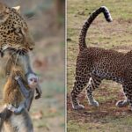 Baby monkey clings to dead mother as leopard holds body in its jaws