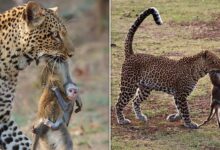 Baby monkey clings to dead mother as leopard holds body in its jaws