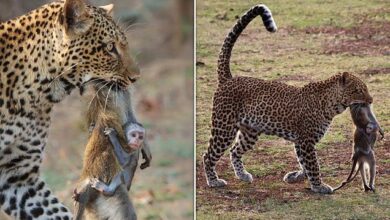 Baby monkey clings to dead mother as leopard holds body in its jaws