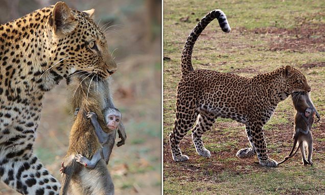 Baby monkey clings to dead mother as leopard holds body in its jaws