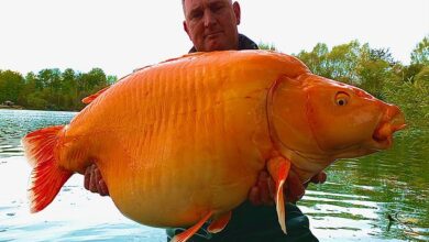 British man catches one of world's biggest goldfish - 67lbs 4oz