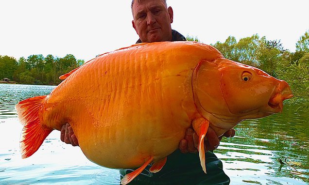 British man catches one of world's biggest goldfish - 67lbs 4oz