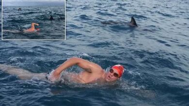 British swimmer is SAVED from shark by dolphins in New Zealand