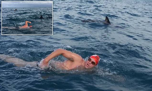 British swimmer is SAVED from shark by dolphins in New Zealand