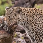 Cunning leopard uses baby monkey as BAIT to lure adults towards it