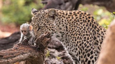 Cunning leopard uses baby monkey as BAIT to lure adults towards it