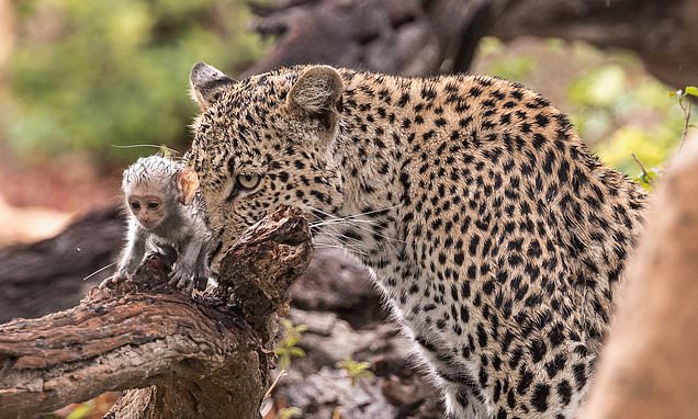 Cunning leopard uses baby monkey as BAIT to lure adults towards it