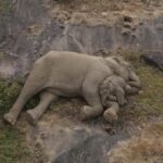 Elephant cuddles calf as they are reunited days after separation