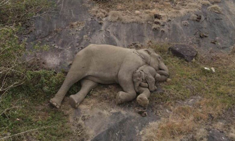 Elephant cuddles calf as they are reunited days after separation