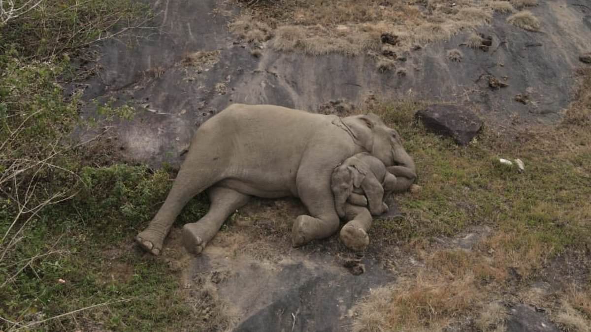 Elephant cuddles calf as they are reunited days after separation