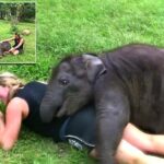 Energetic baby elephant won't stop hugging tourist - and it's so cute